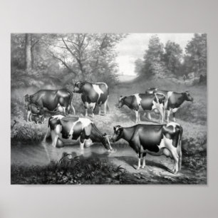 Weidekühe Poster