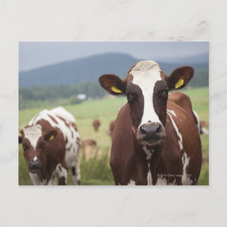 Weidekühe Postkarte