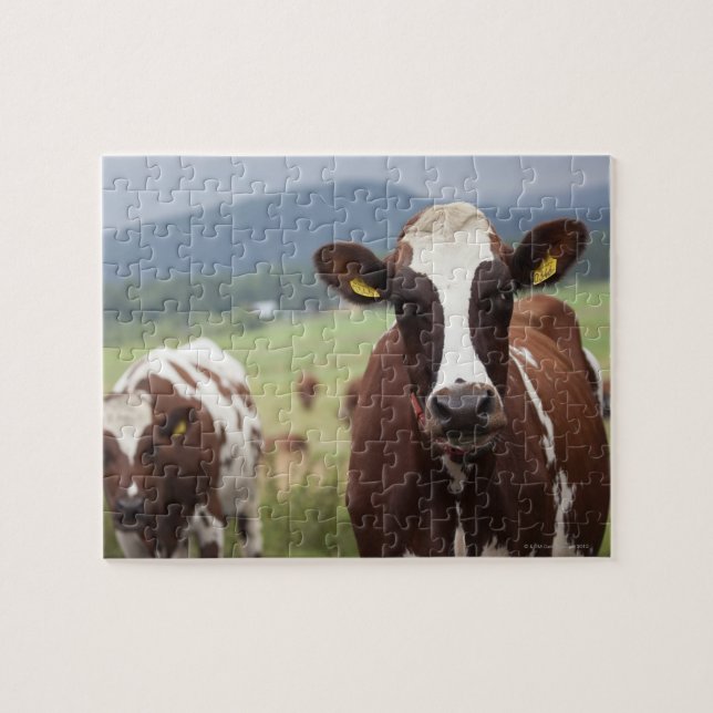 Weidekühe Puzzle (Horizontal)