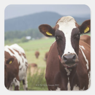 Weidekühe Quadratischer Aufkleber