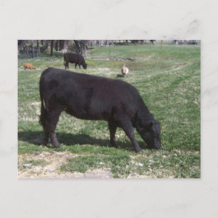 Weiden im Mai Postkarte