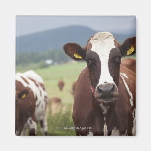 Weiden lassen der Kühe Magnet
