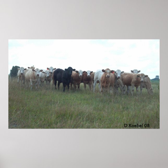 Weiden lassen der Ochsen Poster (Vorne)