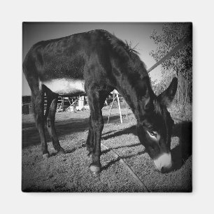 Weiden lassen des Eselmagneten Magnet