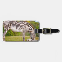 Weiden lassen von Zebra
