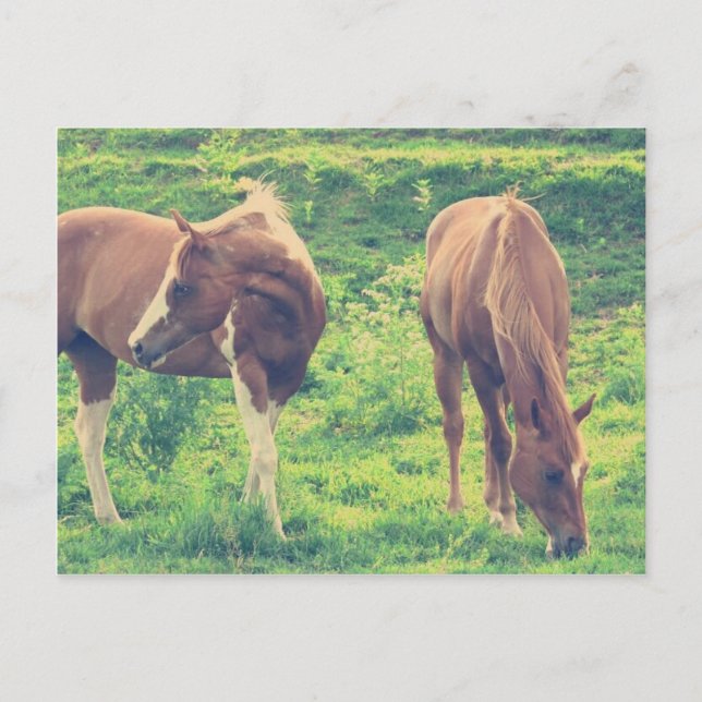 weidende Pferde Postkarte (Vorderseite)