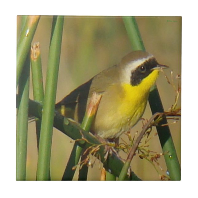 Weidengelbkehlchen Fliese (Vorderseite)