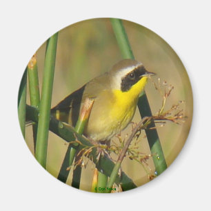 Weidengelbkehlchen Magnet