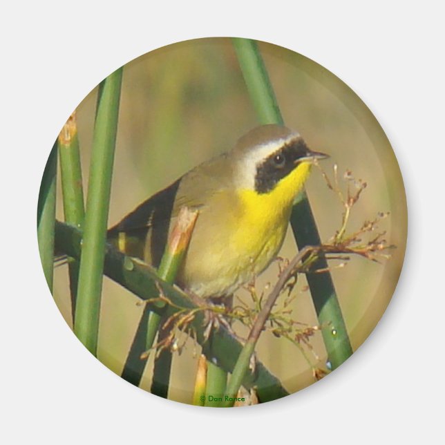 Weidengelbkehlchen Magnet (Vorne)