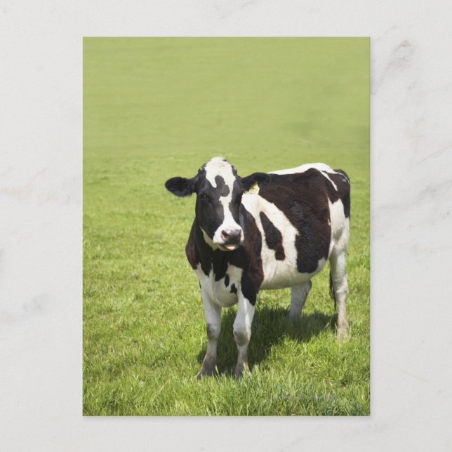 Weidenkühe Postkarte (Vorderseite)