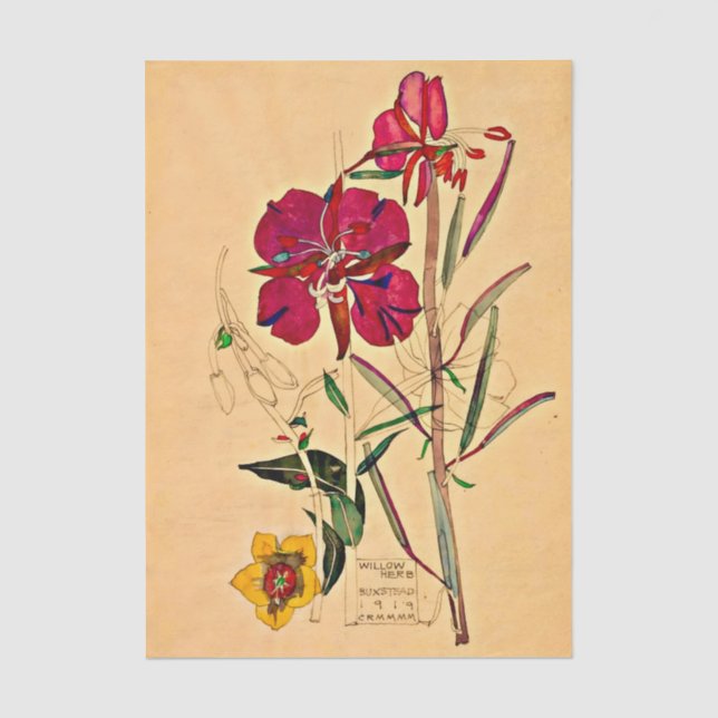 Weidenröschen von Charles Mackintosh Seidenpapier (Vorderseite)