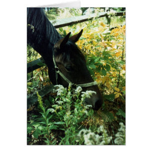 Weidepferd