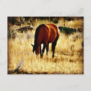 Weidepferd Postkarte