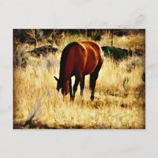 Weidepferd Postkarte