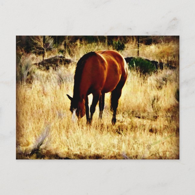 Weidepferd Postkarte (Vorderseite)