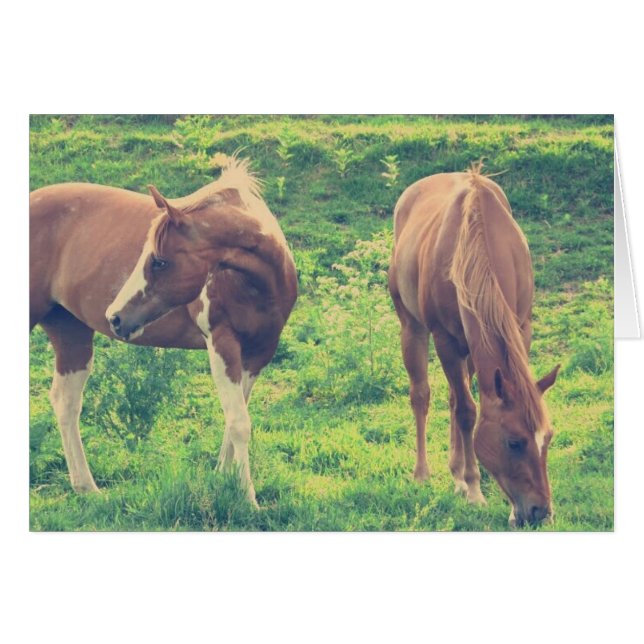 Weidepferde (Vorderseite (Horizontal))