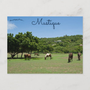 Weidepferde in Mustique Postkarte