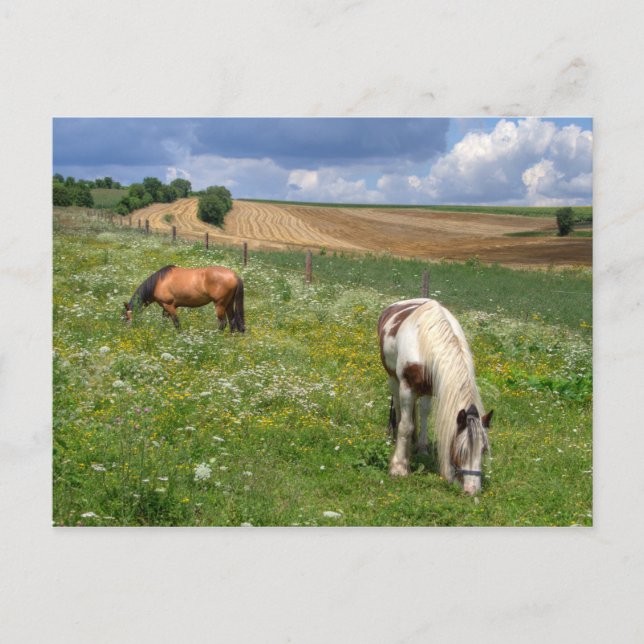 Weidepferde Postkarte (Vorderseite)