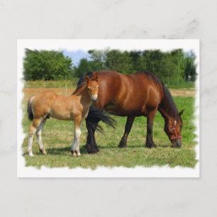 WeidePferfamilie Postkarte