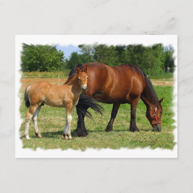 WeidePferfamilie Postkarte (Vorderseite)