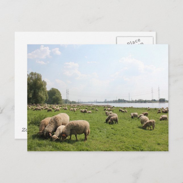 Weideschaf am Rhein Postkarte (Vorne/Hinten)