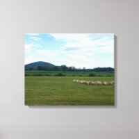 Weideschaf