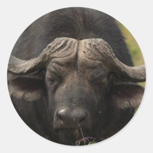 Weidewasser-Buffalo-Stickers Runder Aufkleber