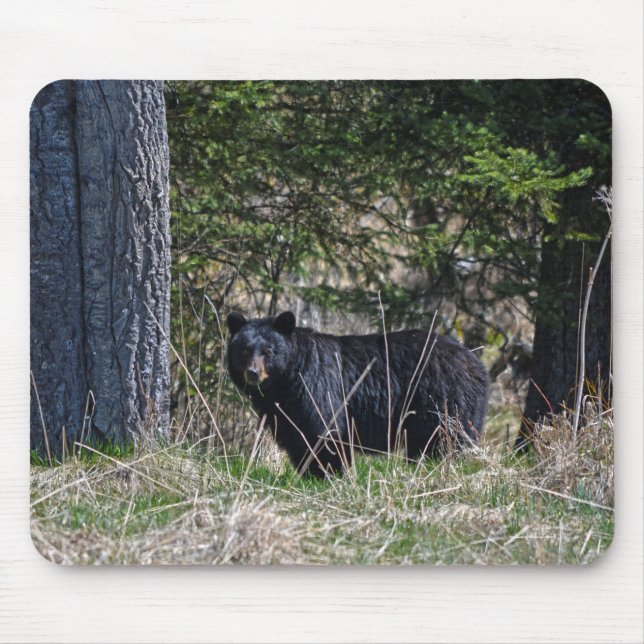 Weidewild Schwarzer Bär Wildlife Foto Mousepad (Vorne)