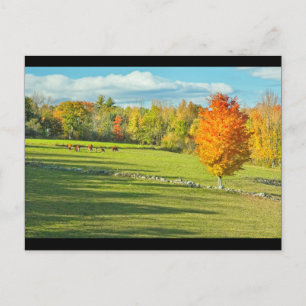 Weidewirtschaft von Kühen im bunten Farmfeld Postkarte