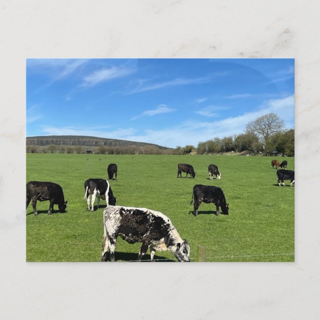 Weidewirtschaft von Rindern in Irland Postkarte (Vorderseite)