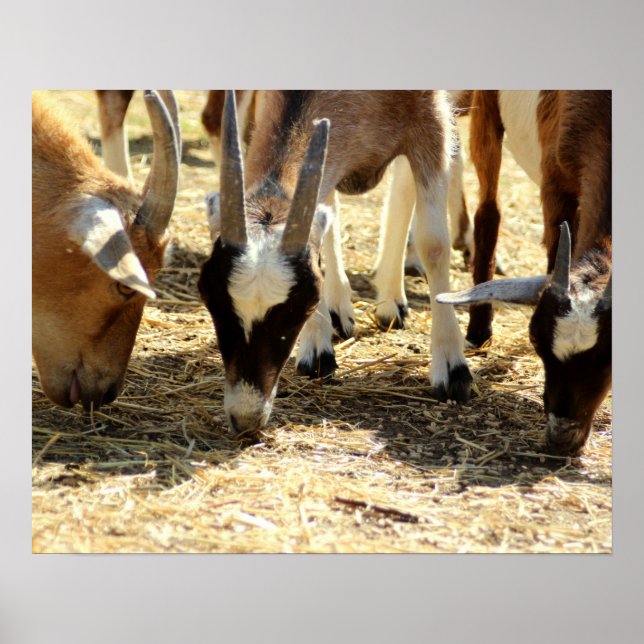 Weideziegen Poster (Vorne)