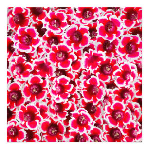 Weigela Florida Flower Fotodruck