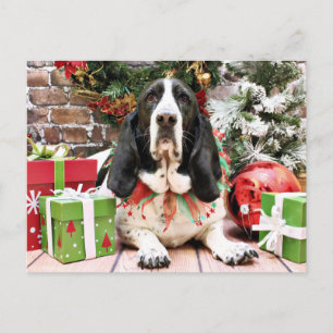 Weihnachten - Basset Hound - Jasmine