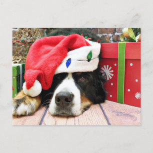 Weihnachten - Berner Hund - Mya