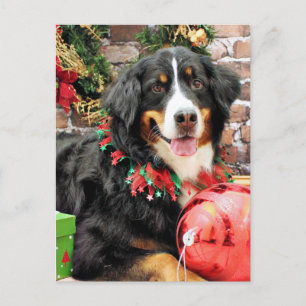 Weihnachten - Bernese Gebirgshund - Chloe
