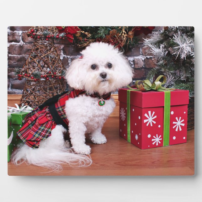 Weihnachten - Bichon Frise - Mia Fotoplatte (Vorderseite)