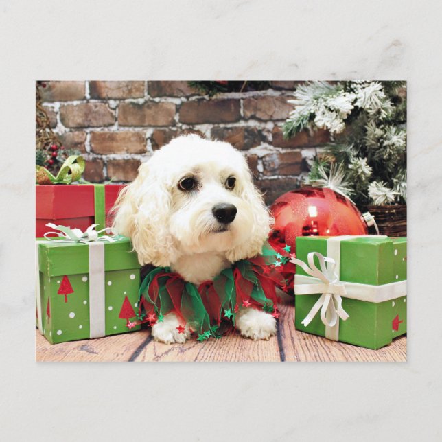 Weihnachten - Bichon Frise X - Bella (Vorderseite)