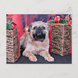 Weihnachten - Brüssel Griffon - Oliver