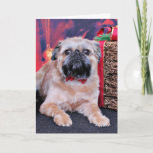 Weihnachten - Brüssel Griffon - Oliver