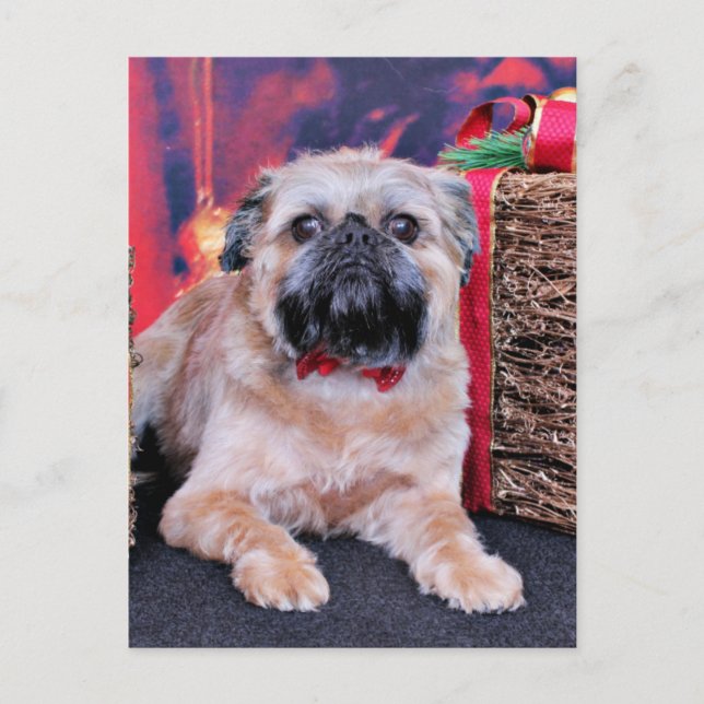 Weihnachten - Brüssel Griffon - Oliver (Vorderseite)
