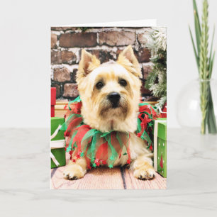 Weihnachten - Cairn Terrier - Lola