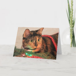 Weihnachten Calico, Cat mag Lichter! Blanke Noten!