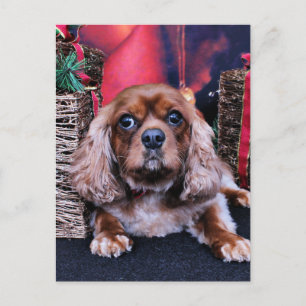 Weihnachten - Cavalier - Cooper