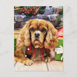 Weihnachten - Cavalier King Charles Spaniel - Lily