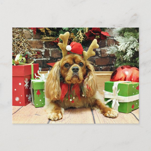 Weihnachten - Cavalier King Charles Spaniel - Meye (Vorderseite)