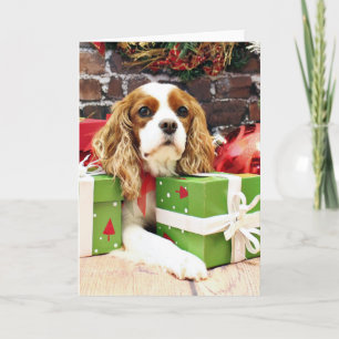 Weihnachten - Cavalier King Charles Spaniel - Popp