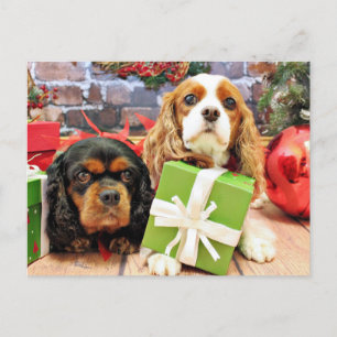 Weihnachten - Cavalier - Süßer Erbsen und Mohn