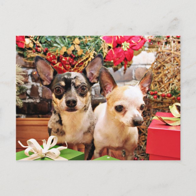 Weihnachten - Chihuahua - Gordy und Pedro (Vorderseite)