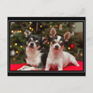 Weihnachten Chihuahuas