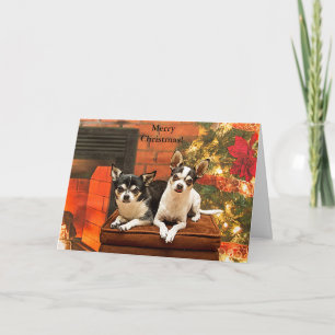 Weihnachten Chihuahuas